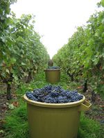 raisins récoltés dans des "portoires" avant d'être transportés au chai